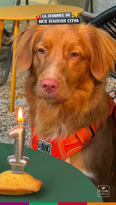 Retour sur la journee du chien